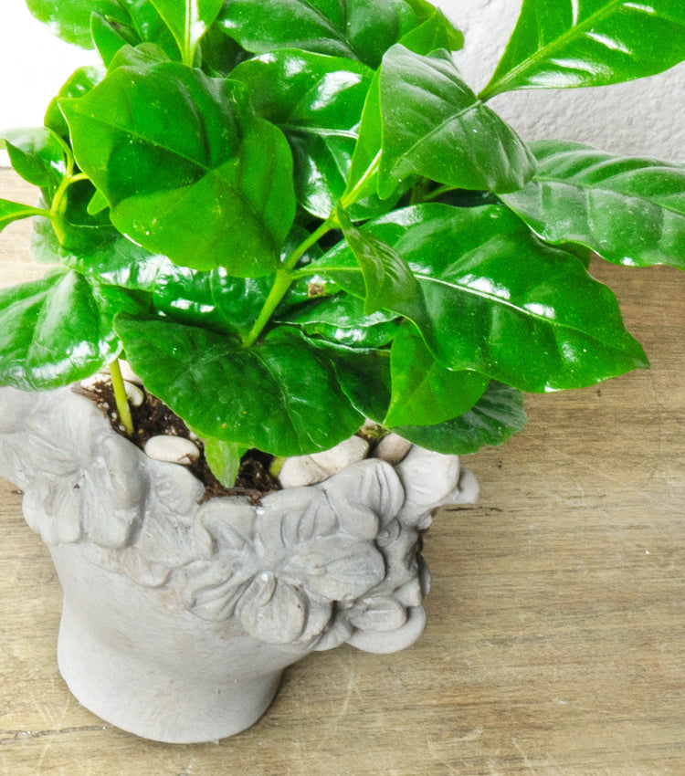 "La Piantina di Caffè nel Vasetto" in cemento