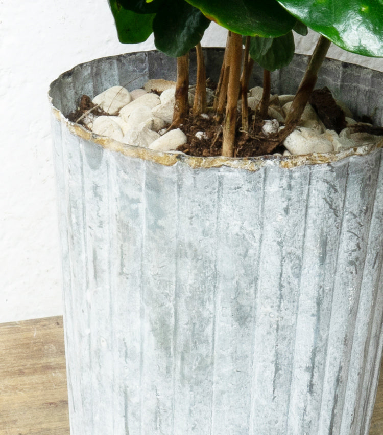 Vasetto in latta con una Piantina di Caffè