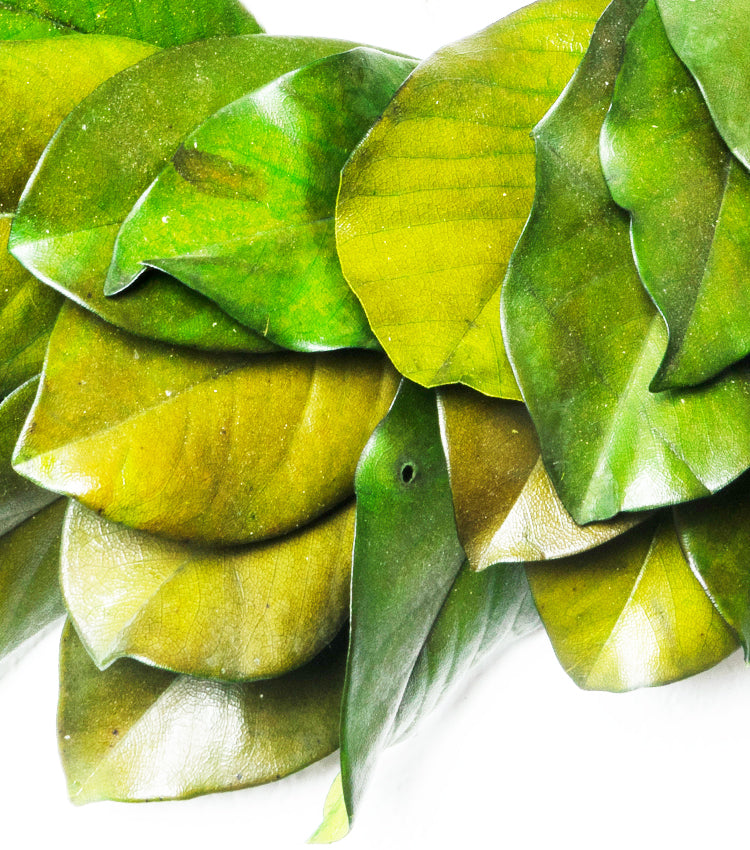 Ghirlanda in legno con foglie di Magnolia stabilizzate