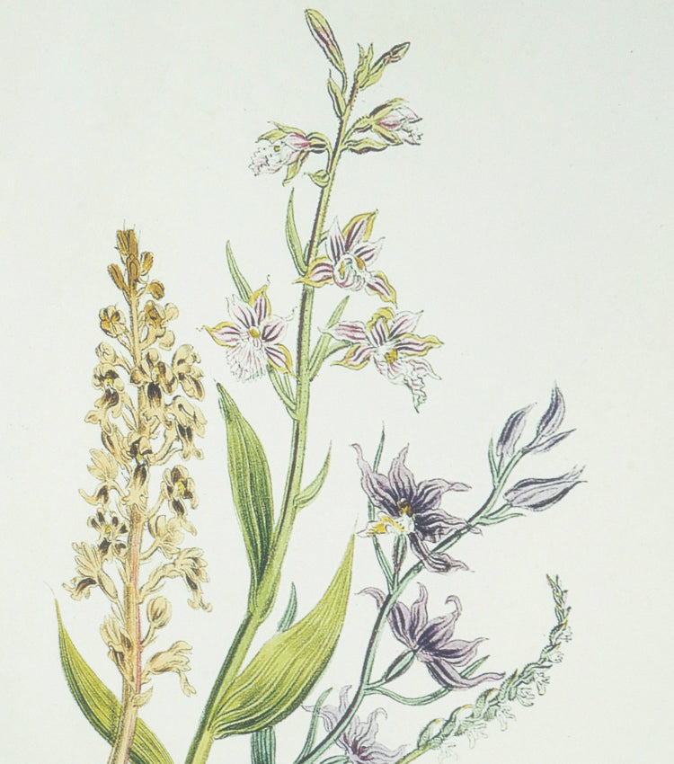 Quadro "Marsh Helleborine ~ Purple Helleborine ~ Bird's Nest ~ Lady's tresses" in legno