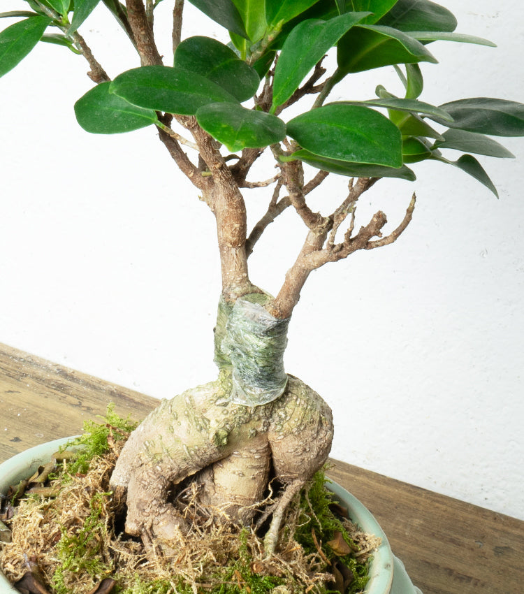 "Il Bonsai di Ginseng nel Caspò" in ceramica