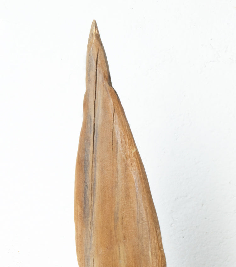 Cipresso in legno piccolo