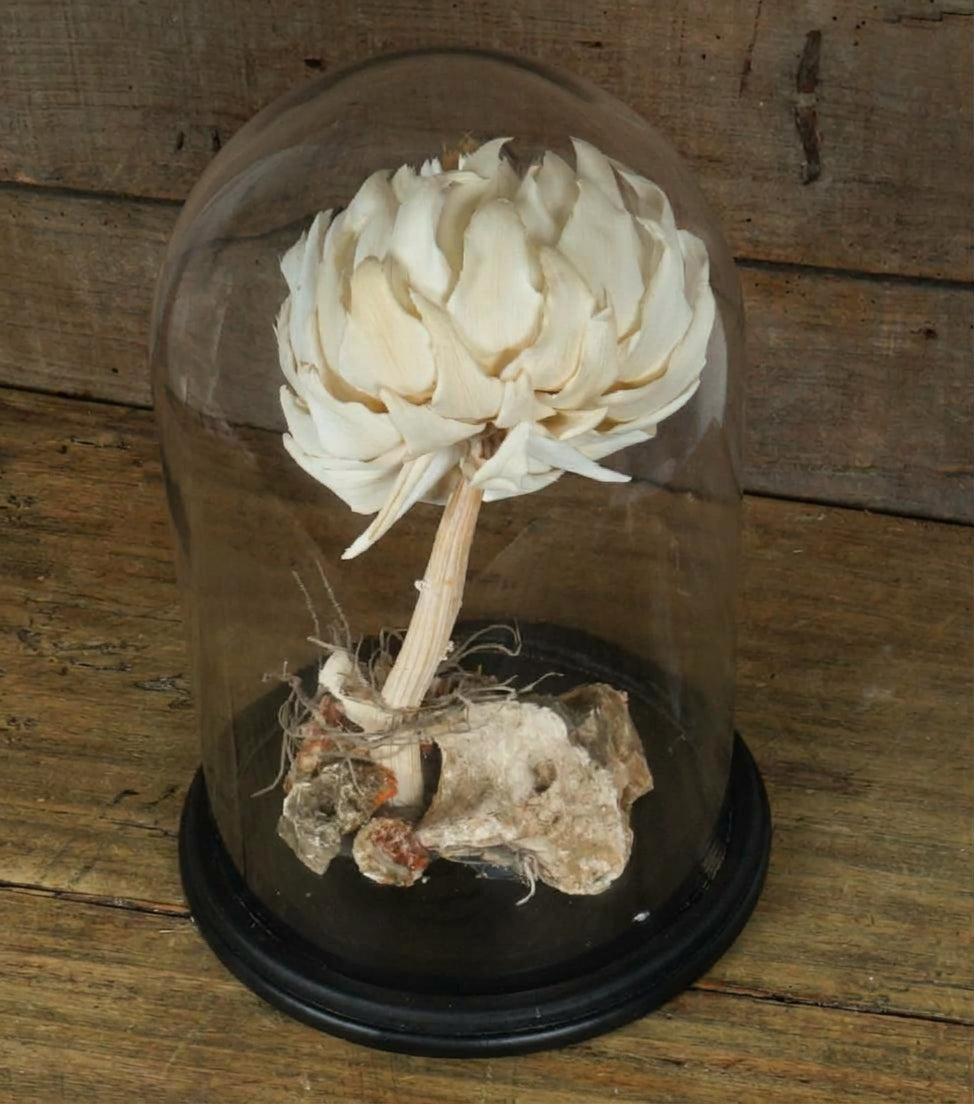 "Il Cynara Scolymus stabilizzato nella Campana" grande in vetro e legno