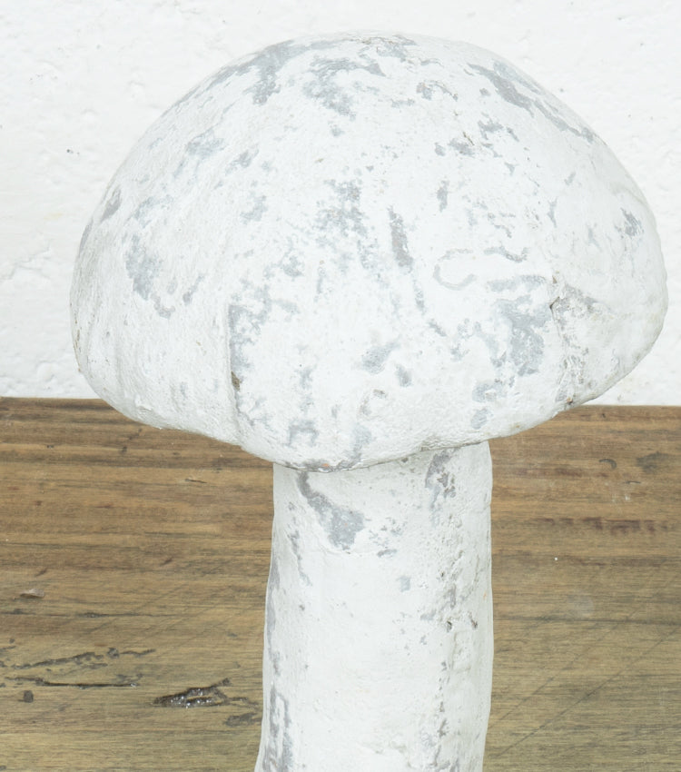 Fungo in cemento