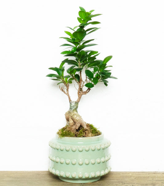 "Il Bonsai di Ginseng nel Caspò" in ceramica