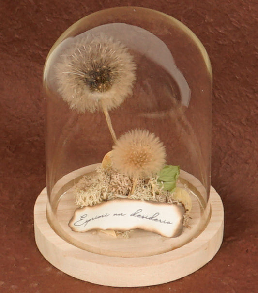"I Piccoli Soffioni nella Boule" in vetro e legno con una scritta, carta e piante essiccate e stabilizzate