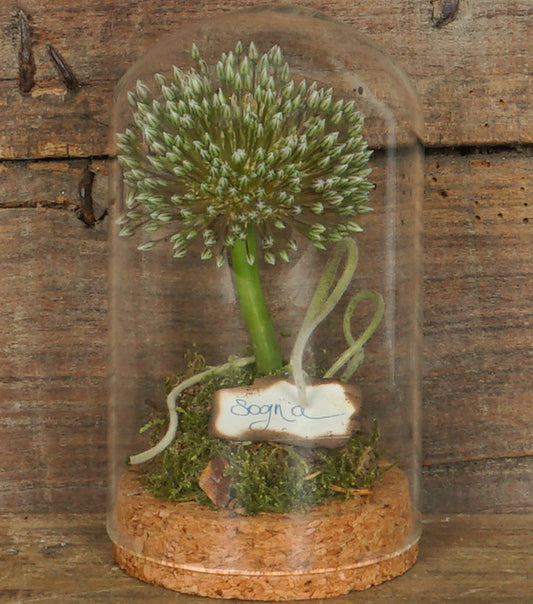 "L'Allium nella Campana" in vetro e sughero con scritta "sogna"