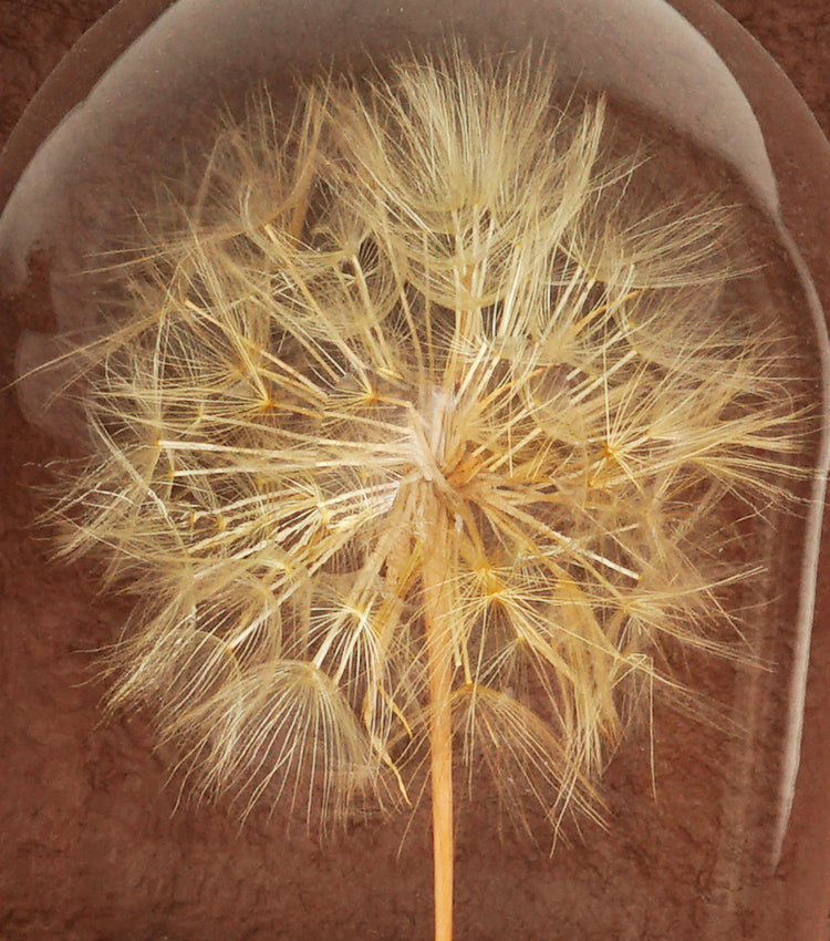 "Il Grande Soffione nella Boule" in vetro e legno con una scritta, carta e piante essiccate e stabilizzate