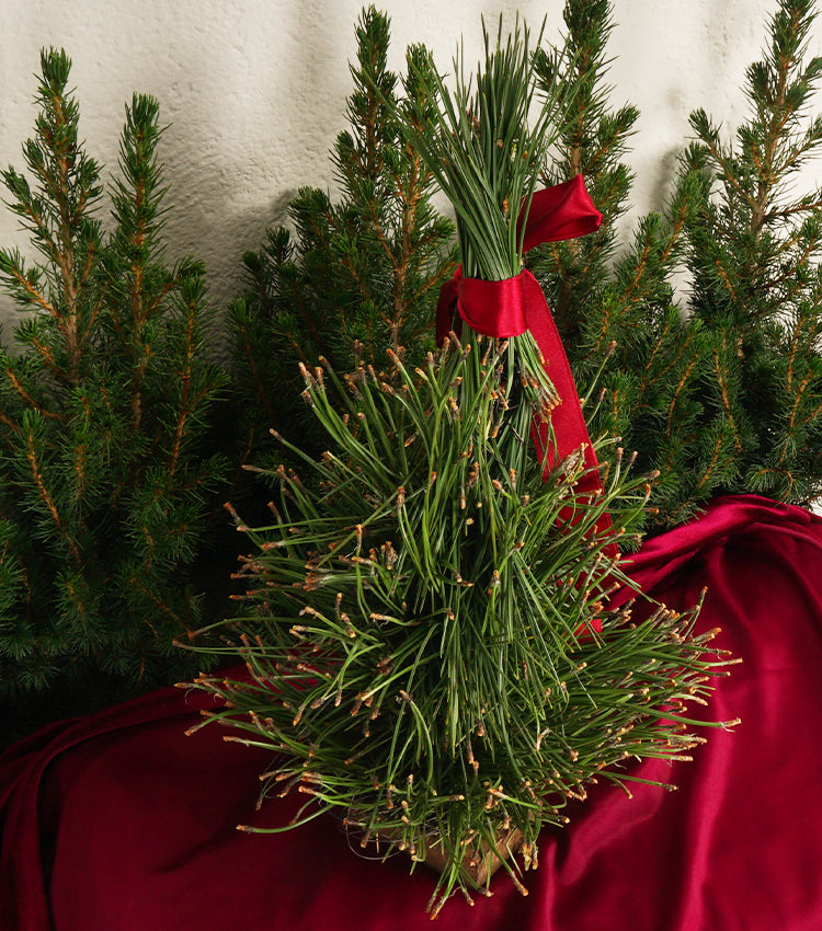 Abete Natalizio in Aghi di Pino e velluto