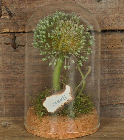"L'Allium nella Campana" in vetro e sughero con scritta "amati"
