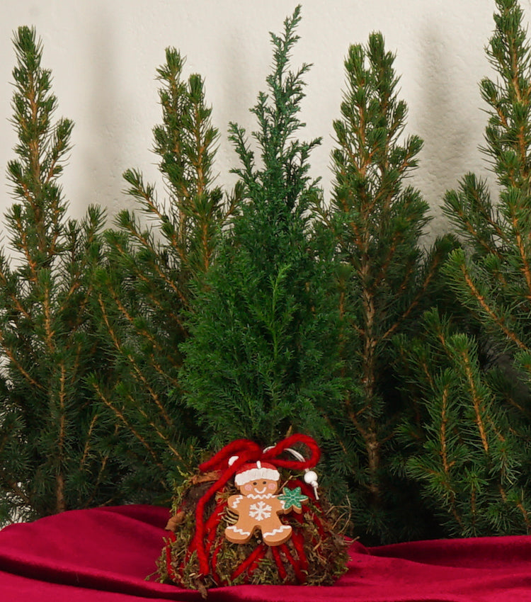 Kokedama Natalizio con un Pan di Zenzero in legno