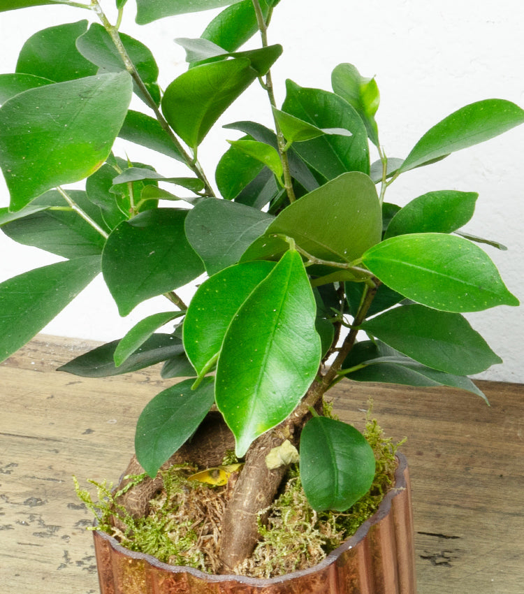 "Il Bonsai di Ginseng nel Vasetto" in vetro colorato