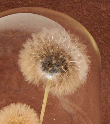 "I Piccoli Soffioni nella Boule" in vetro e legno con una scritta, carta e piante essiccate e stabilizzate