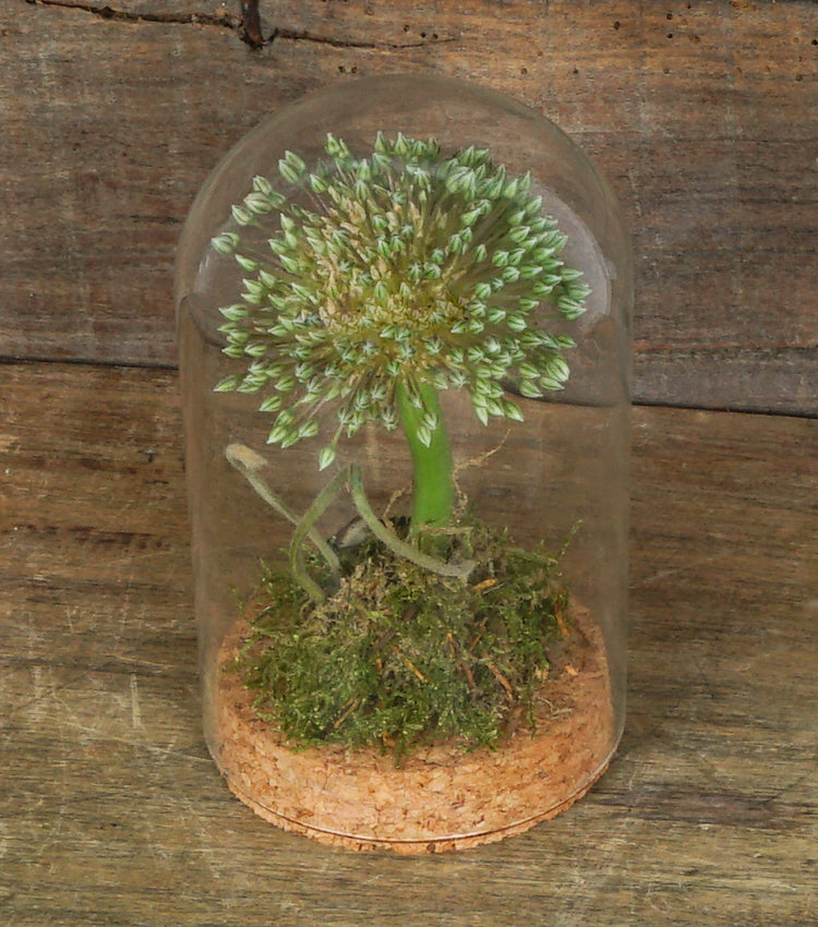 "L'Allium nella Campana" in vetro e sughero con scritta "amati"