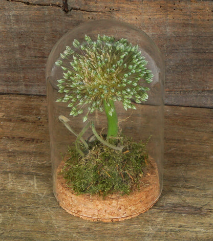 "L'Allium nella Campana" in vetro e sughero con scritta "amati"
