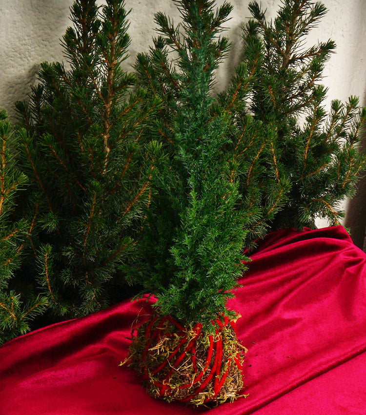 Kokedama Natalizio con un Pan di Zenzero in legno