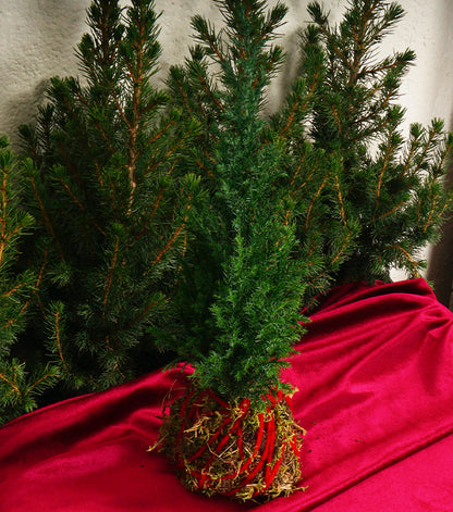 Kokedama Natalizio con un Pan di Zenzero in legno