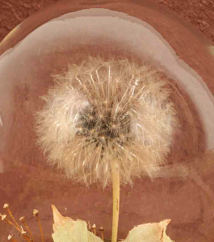 "Il Piccolo Soffione nella Boule" in vetro e legno con una scritta, carta e piante essiccate e stabilizzate