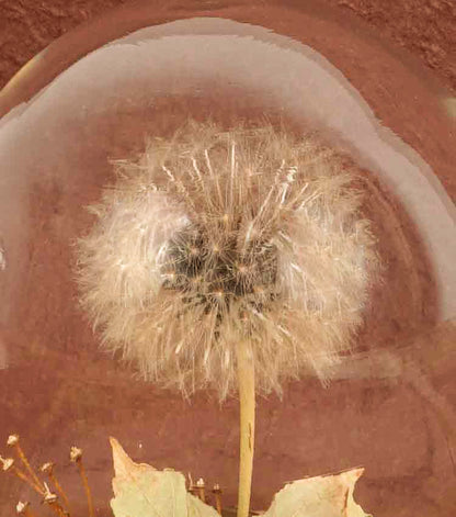 "Il Piccolo Soffione nella Boule" in vetro e legno con una scritta, carta e piante essiccate e stabilizzate
