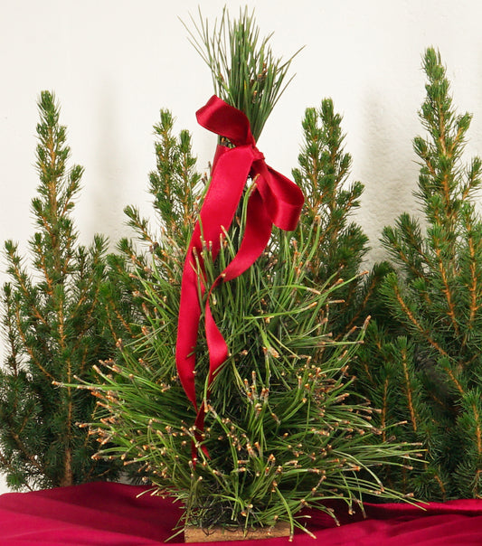 Abete Natalizio in Aghi di Pino e velluto