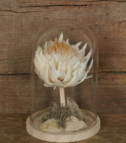 "Il Cynara Scolymus stabilizzato nella Campana" piccola in vetro e legno
