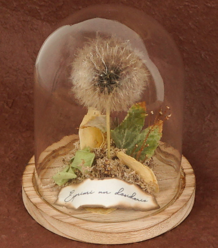 "Il Piccolo Soffione nella Boule" in vetro e legno con una scritta, carta e piante essiccate e stabilizzate