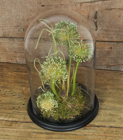 "Gli Allium nella Campana" in vetro e legno con scritta "Amati un pò di più"