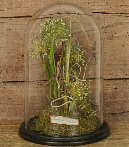 "Gli Allium nella Campana" in vetro e legno con scritta "Amati un pò di più"