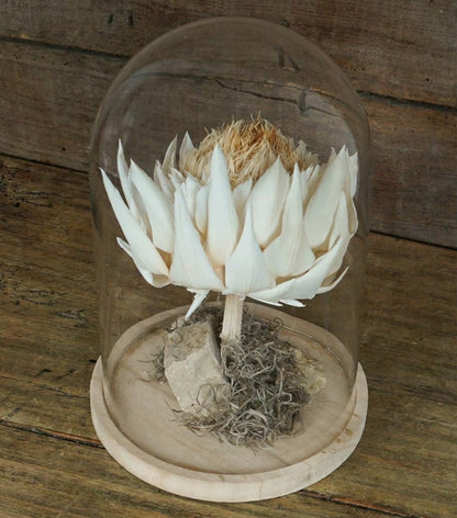 "Il Cynara Scolymus stabilizzato nella Campana" piccola in vetro e legno