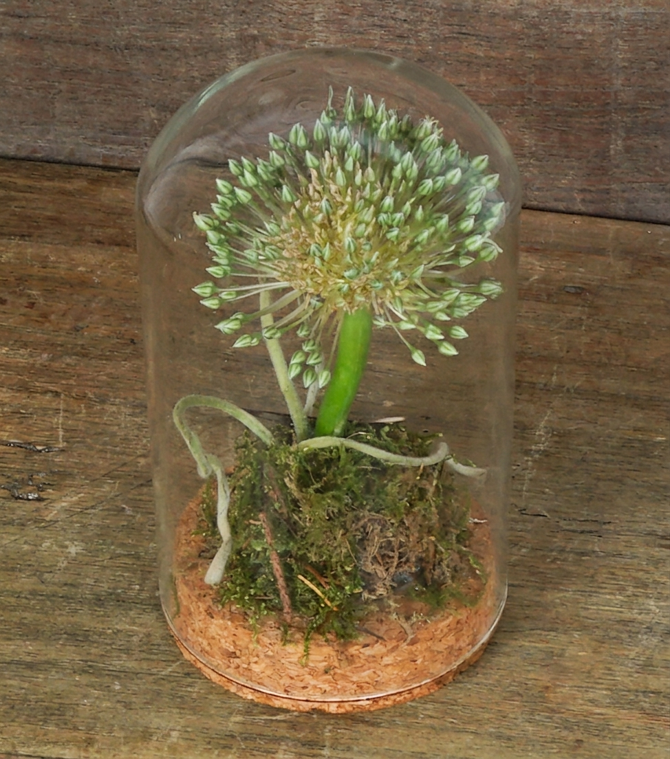 "L'Allium nella Campana" in vetro e sughero con scritta "sogna"