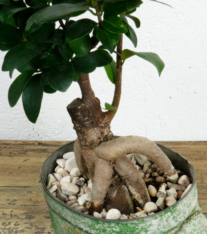 "Il Bonsai di Ginseng nella Scarpa" in latta